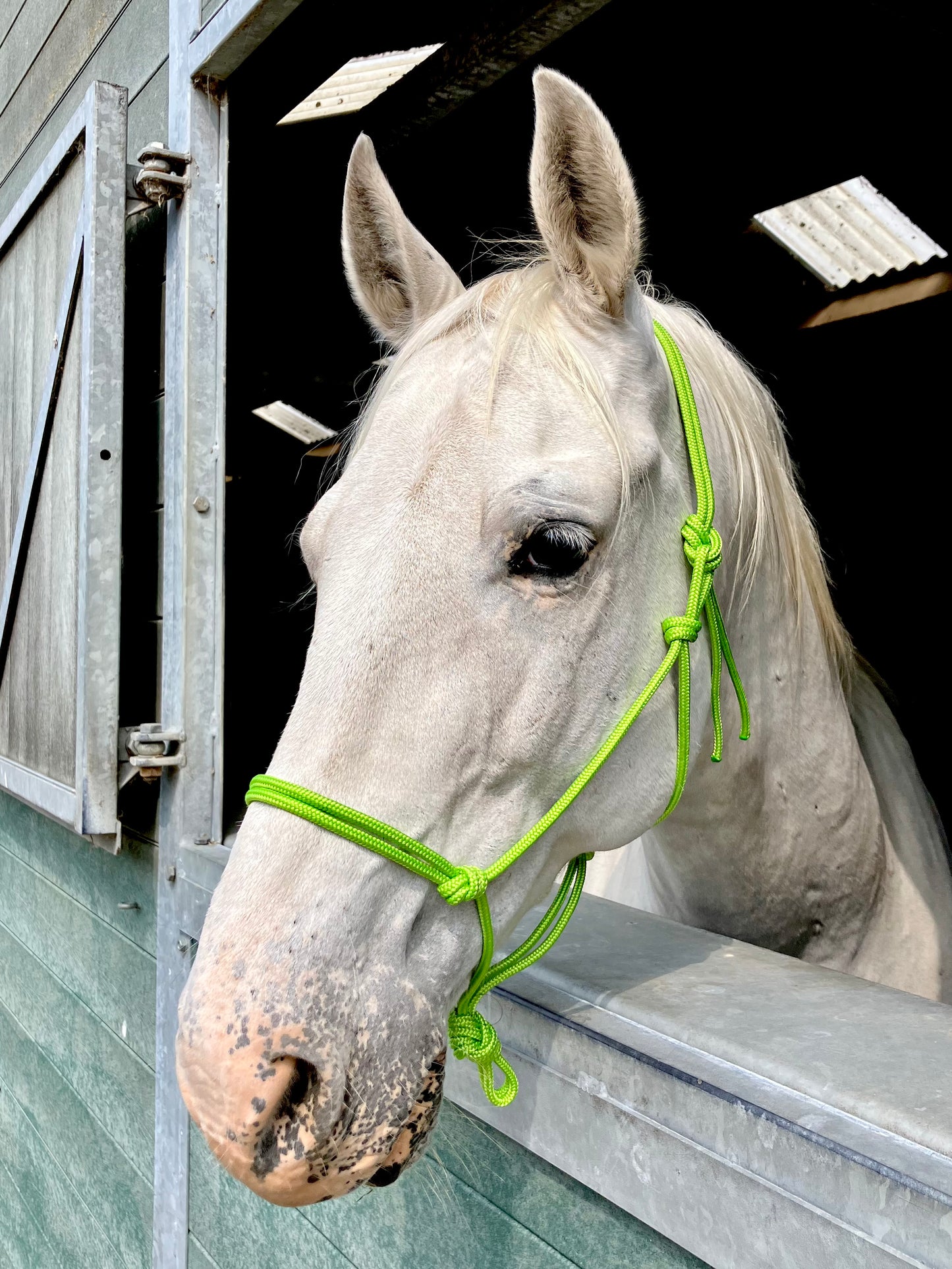 Basic touw halster maat COB (effen kleur)